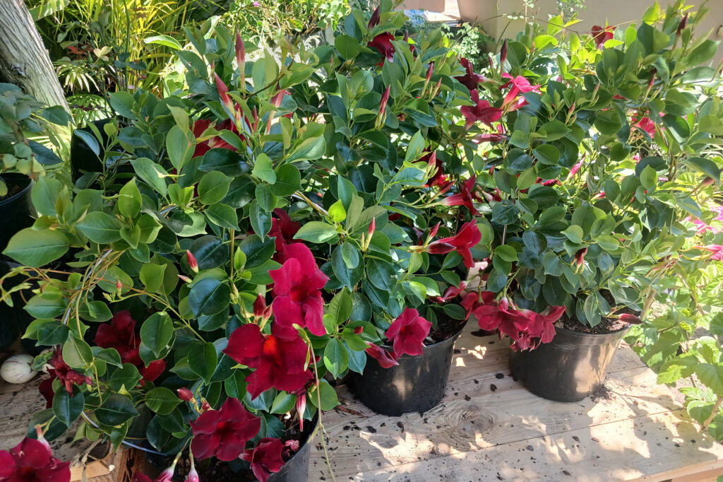 Plant & Flower Installation